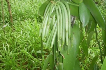Pourquoi la vanille de Madagascar domine le marché mondial