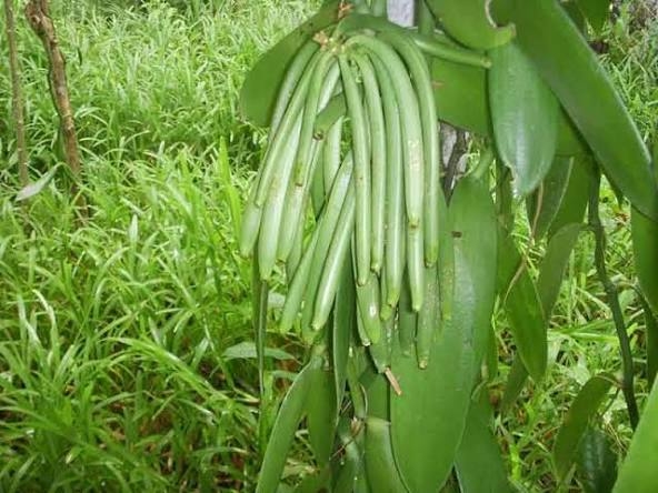 Pourquoi la vanille de Madagascar domine le marché mondial